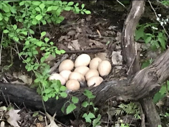 1717 Harrah Road Niles, MI 49120 - Photo 73 of 73 Turkey eggs and nest