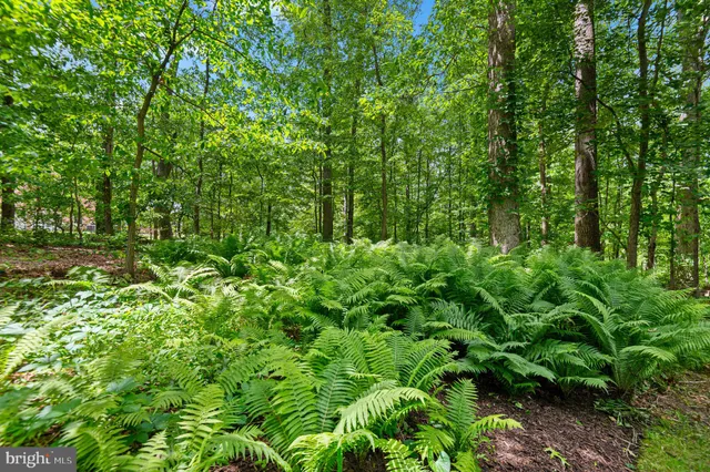 a view of a garden with plants