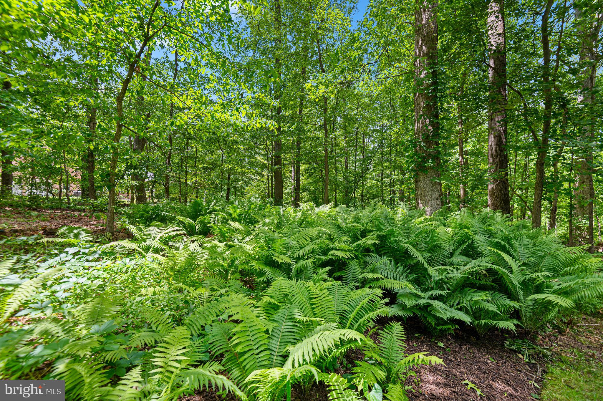 8 Henderson Hill Court Monkton, MD 21111 - Photo 45 of 55 Lush Ferns
