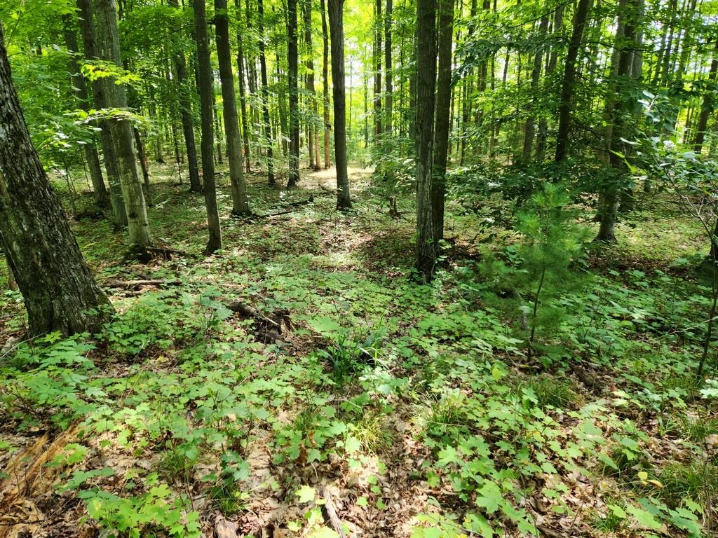 Off Crawford Lake Road Northeast Kalkaska, MI 49646 - Photo 18 of 25