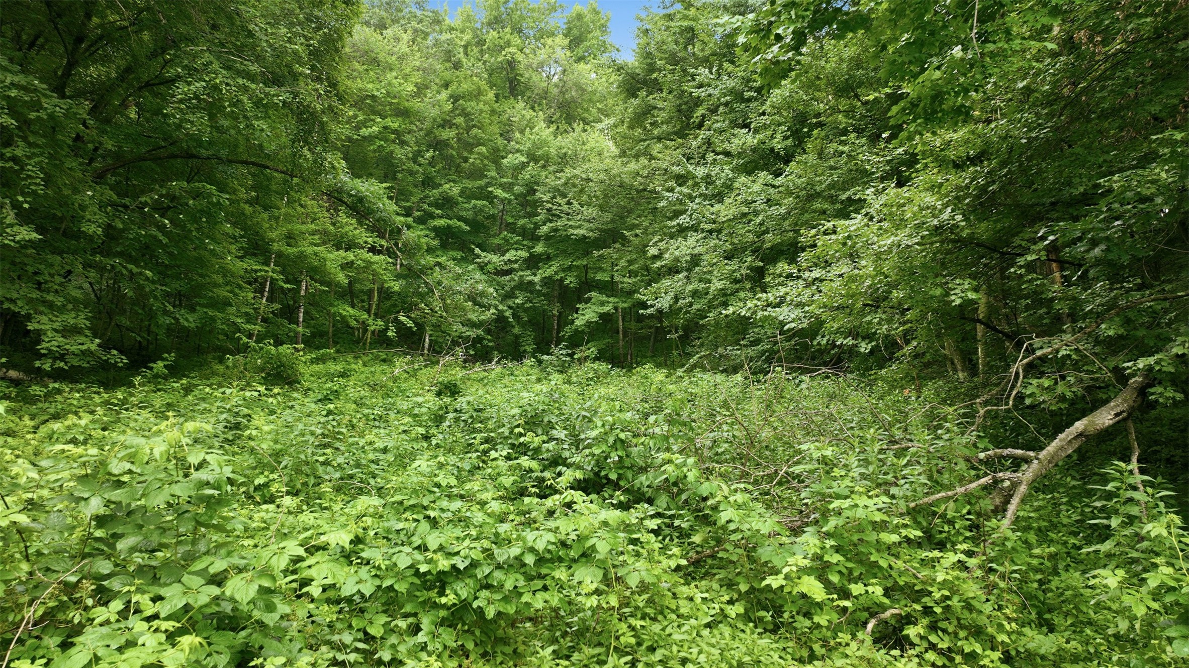 40-acres County Road South Wheeler, WI 54772 - Photo 14 of 22