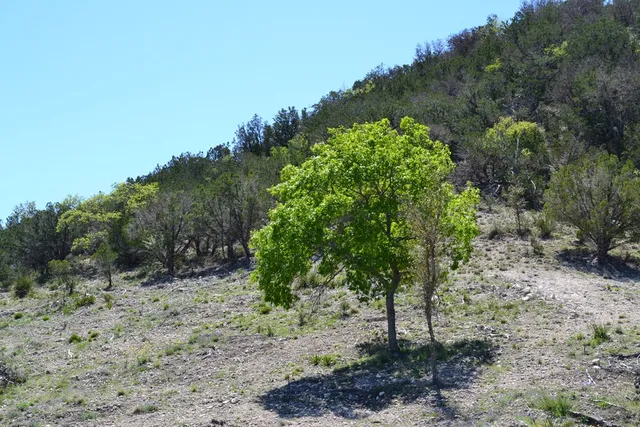 $550,000 | 1167 Kc 311, Junction, TX 76849