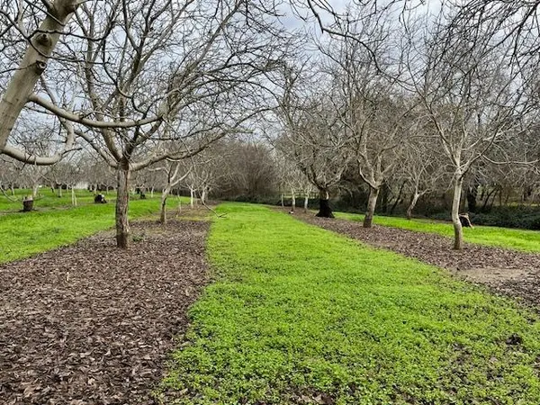 a view of a backyard with large trees