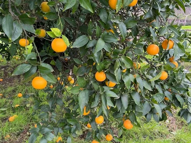a view of a tree with plants