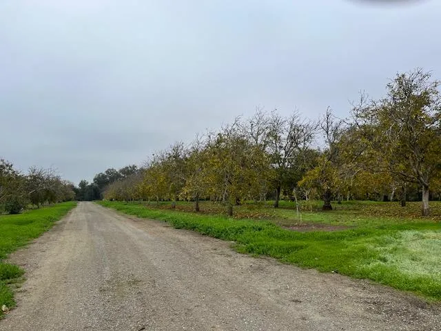 a view of a grassy field with trees