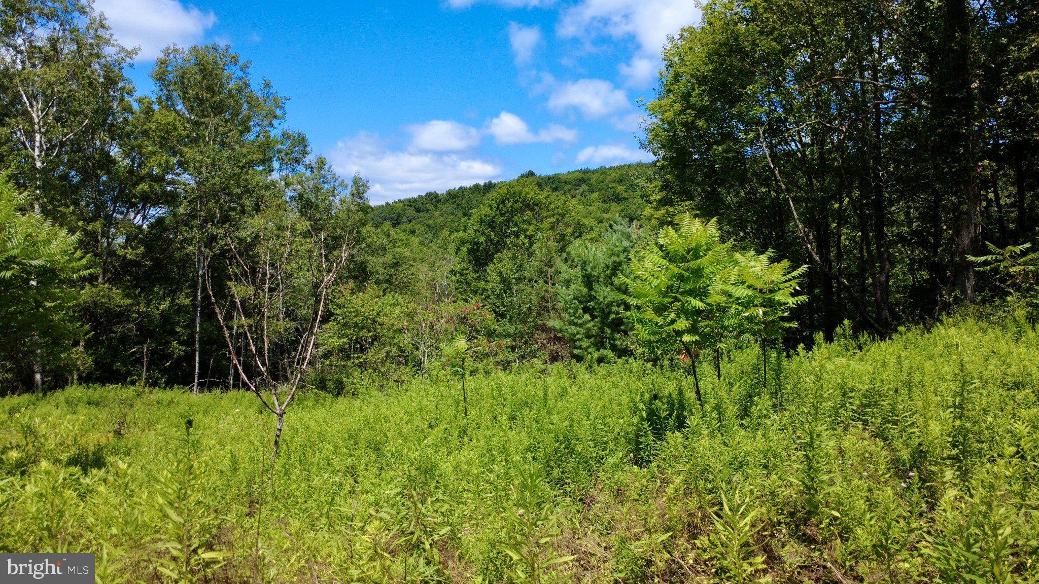 0 Pancake Road Clarence, PA 16829 - Photo 1 of 6 Lush greenery under a bright sky.