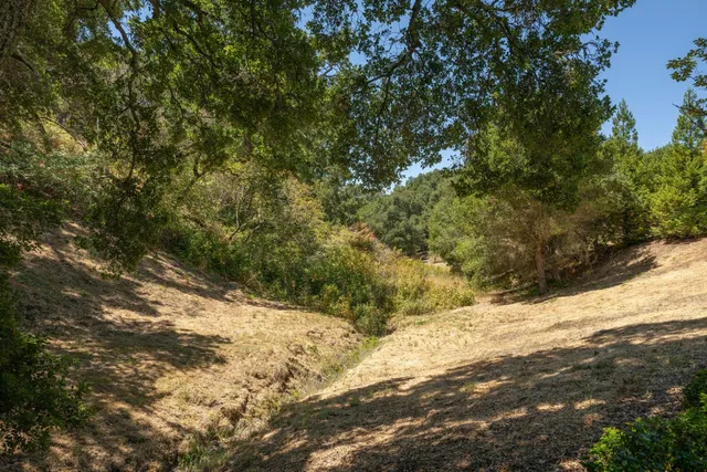 a view of a yard with plants and trees