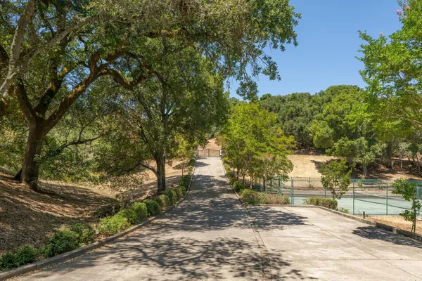 a view of a yard with plants and trees