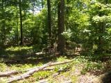 Lot 110 Palomino Road Carthage, NC 28327 - Photo 12 of 17 Lot110-12