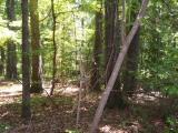 Lot 110 Palomino Road Carthage, NC 28327 - Photo 9 of 17 Lot110-9_1