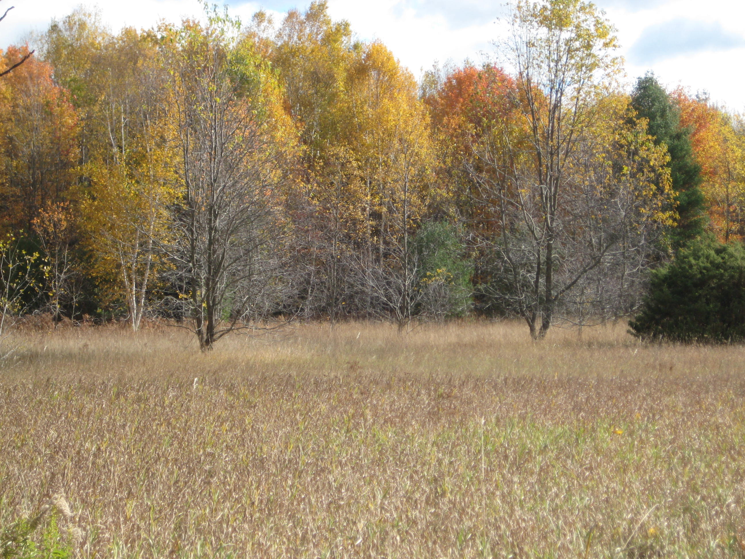 Barney Road Alanson, MI 49706 - Photo 2 of 13 Gallery Image 2