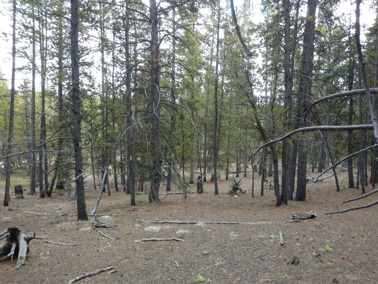 317 Skidoo Road Fairplay, CO 80440 - Photo 19 of 31 Gallery Image 19