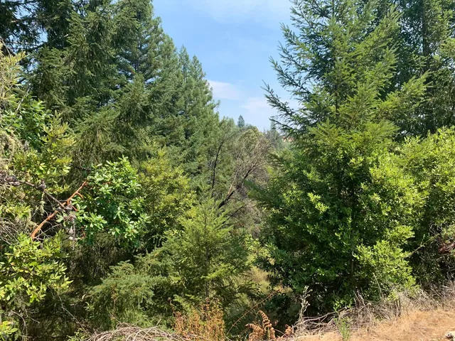 a view of a lush green forest