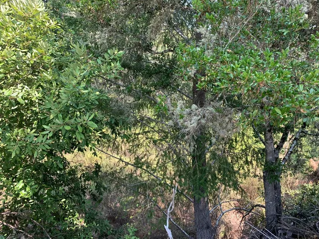 a view of a forest with a tree