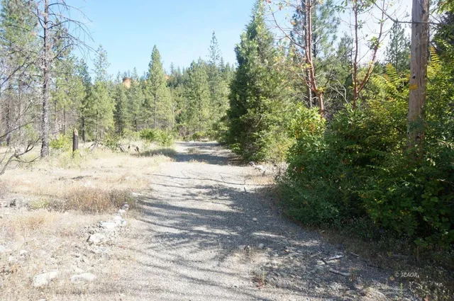 a view of dirt yard with a large tree