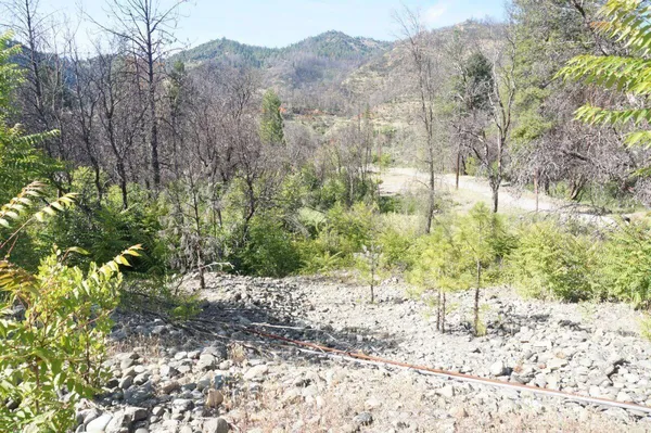 a view of a yard with trees