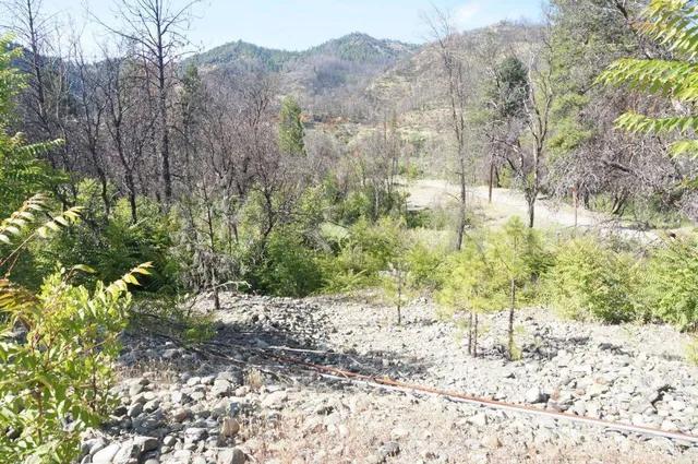 a view of a yard with trees