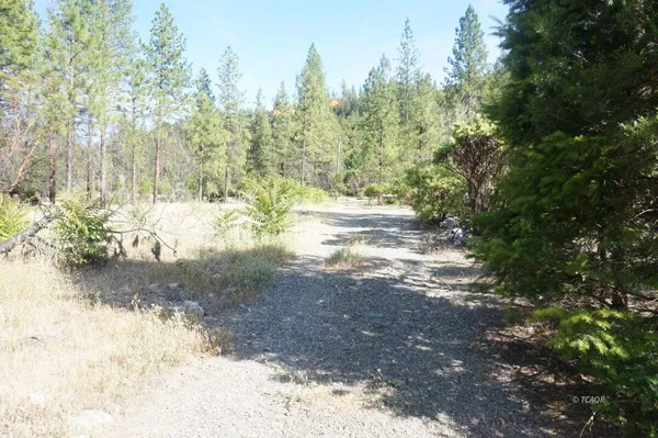 a view of a yard with trees