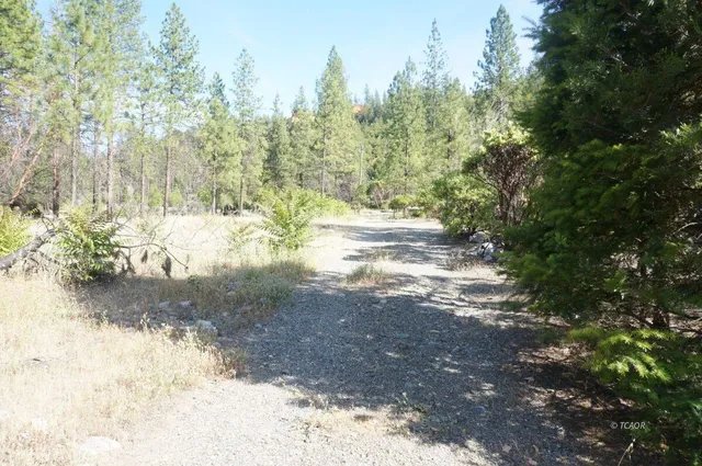 a view of a yard with trees