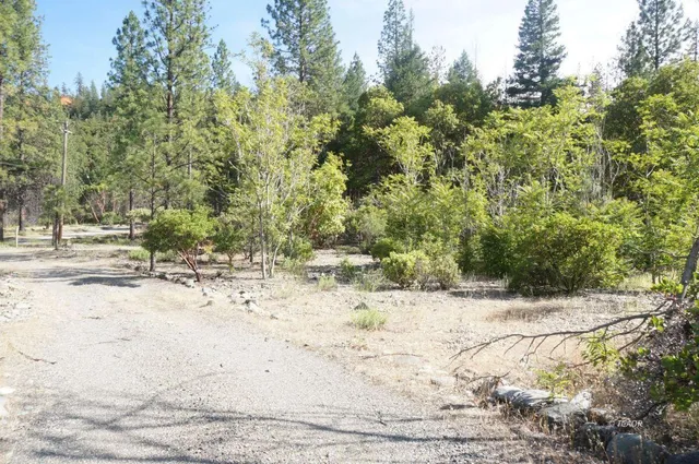 a view of a yard with plants and trees