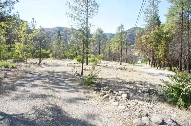 a view of a yard with plants and trees