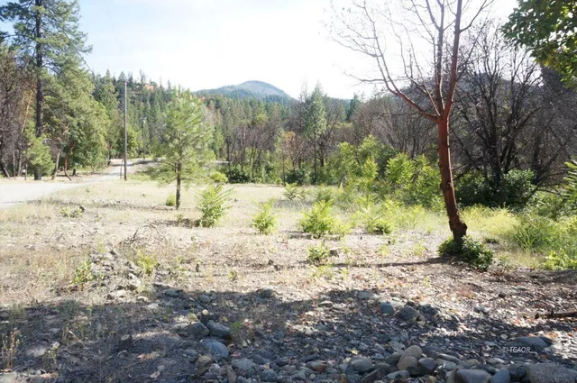 a view of dirt yard with a tree