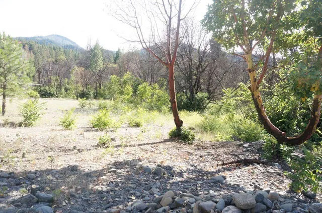a view of a yard with a tree