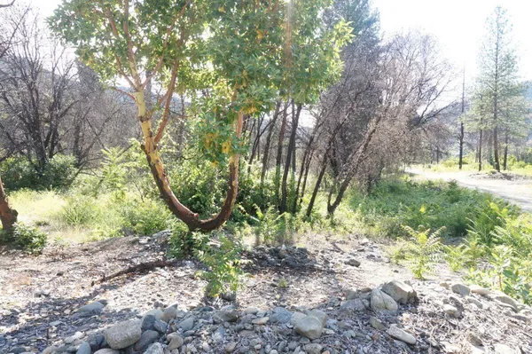 a view of a yard with a tree