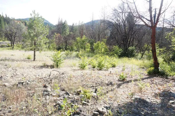 a view of forest