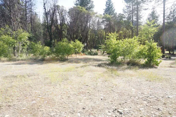 a view of a yard with plants and trees