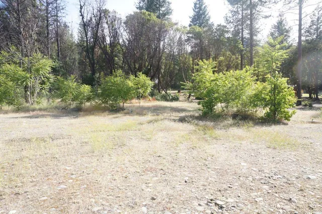 a view of a yard with plants and trees