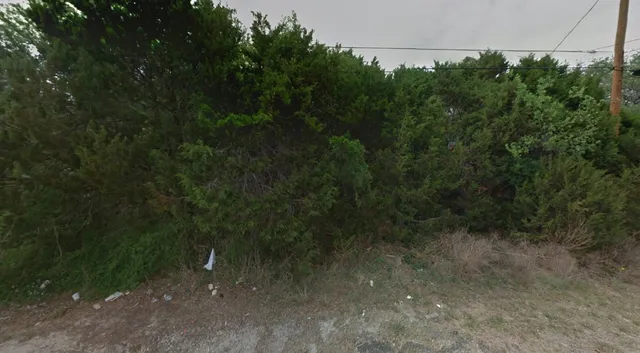 a view of a forest with a tree