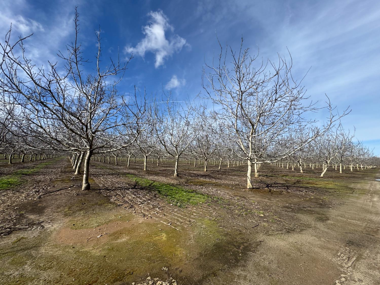 6722 Bryden Road Marysville, CA 95901 - Photo 15 of 33 a backyard of a house with large trees