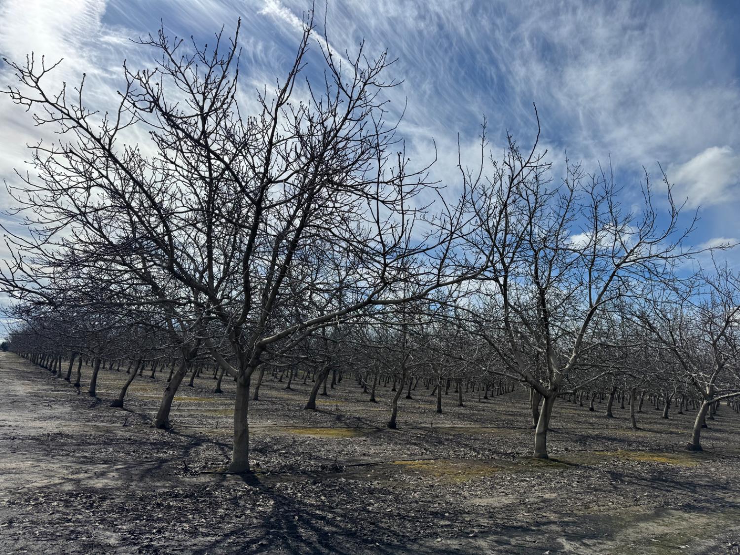 6722 Bryden Road Marysville, CA 95901 - Photo 16 of 33 a backyard of a house with lots of green space