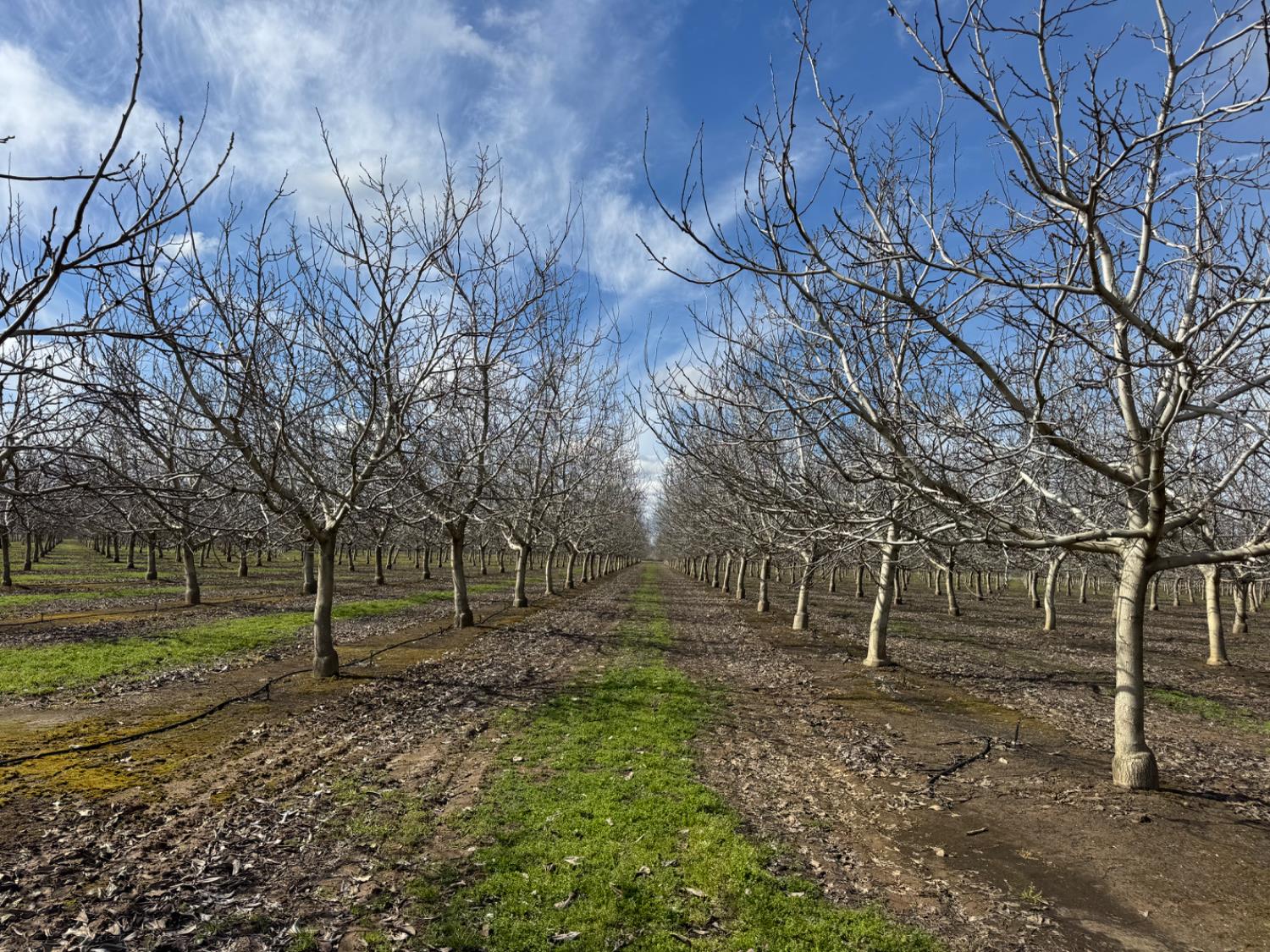 6722 Bryden Road Marysville, CA 95901 - Photo 17 of 33 a view of a yard with lots of green space and trees