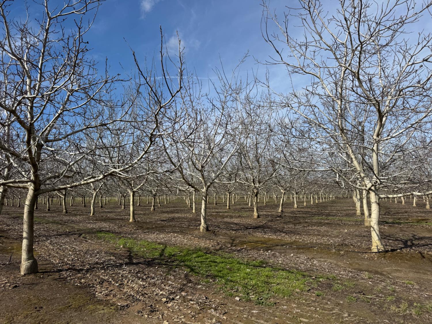 6722 Bryden Road Marysville, CA 95901 - Photo 18 of 33 a view of backyard with green space