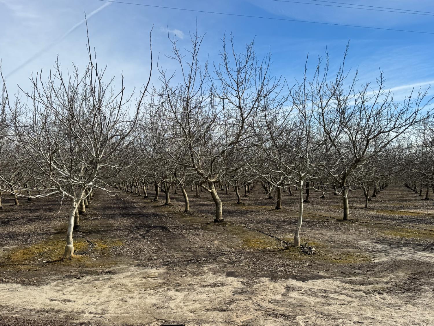 6722 Bryden Road Marysville, CA 95901 - Photo 19 of 33 a fire hydrant in the middle of a field