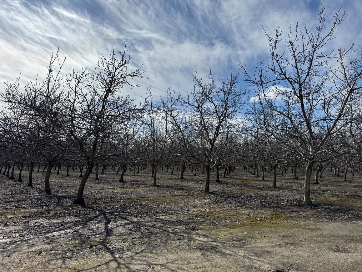 6722 Bryden Road Marysville, CA 95901 - Photo 20 of 33 a view of outdoor space with trees