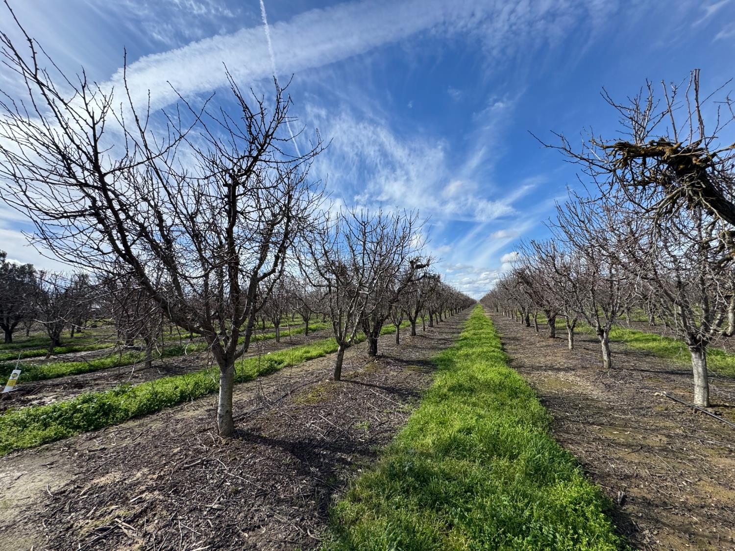 6722 Bryden Road Marysville, CA 95901 - Photo 2 of 33 a view of a yard with tree s