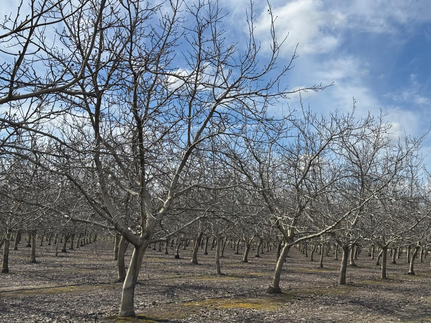 6722 Bryden Road Marysville, CA 95901 - Photo 21 of 33 a view of a yard with a tree