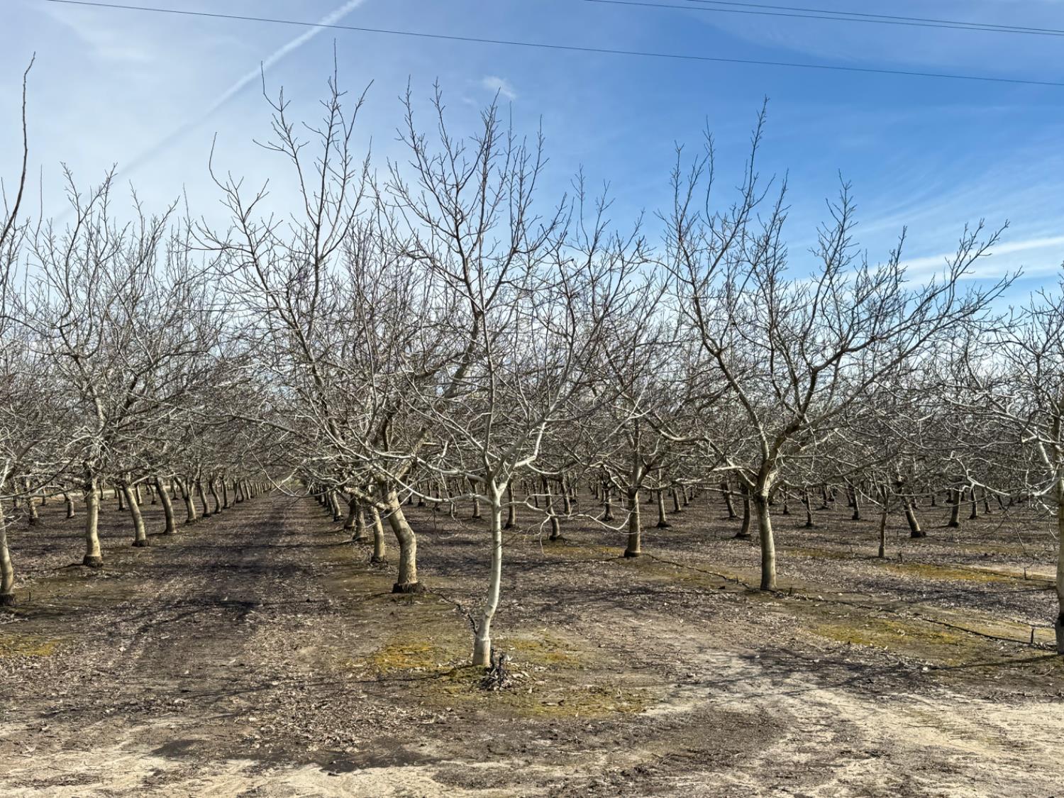 6722 Bryden Road Marysville, CA 95901 - Photo 22 of 33 a backyard of a house with lots of green space