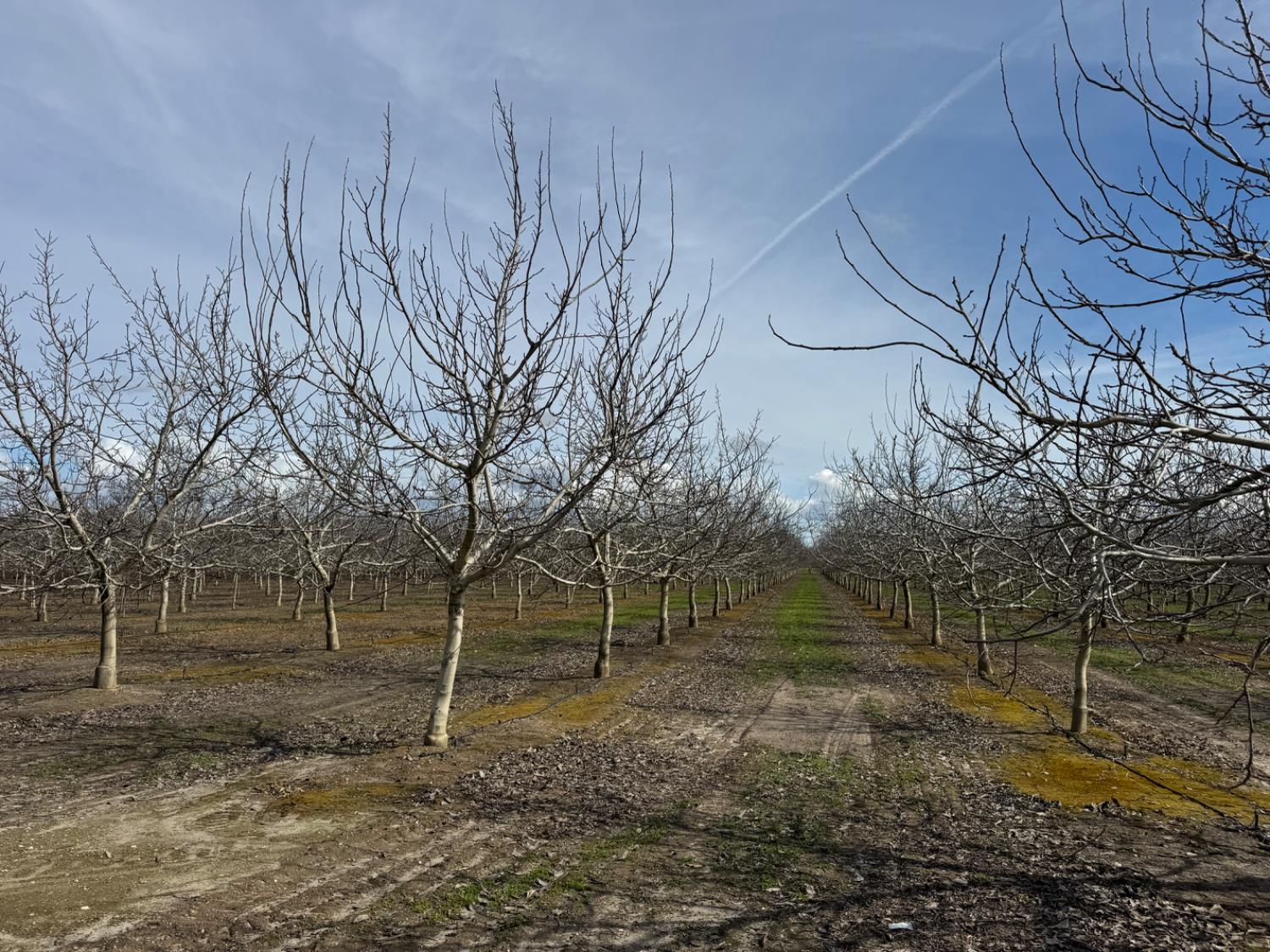 6722 Bryden Road Marysville, CA 95901 - Photo 23 of 33 a backyard of a house with lots of green space