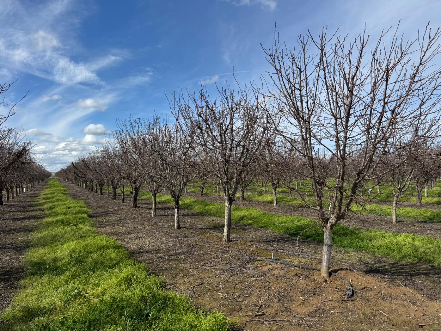 6722 Bryden Road Marysville, CA 95901 - Photo 4 of 33 a view of a park with large trees