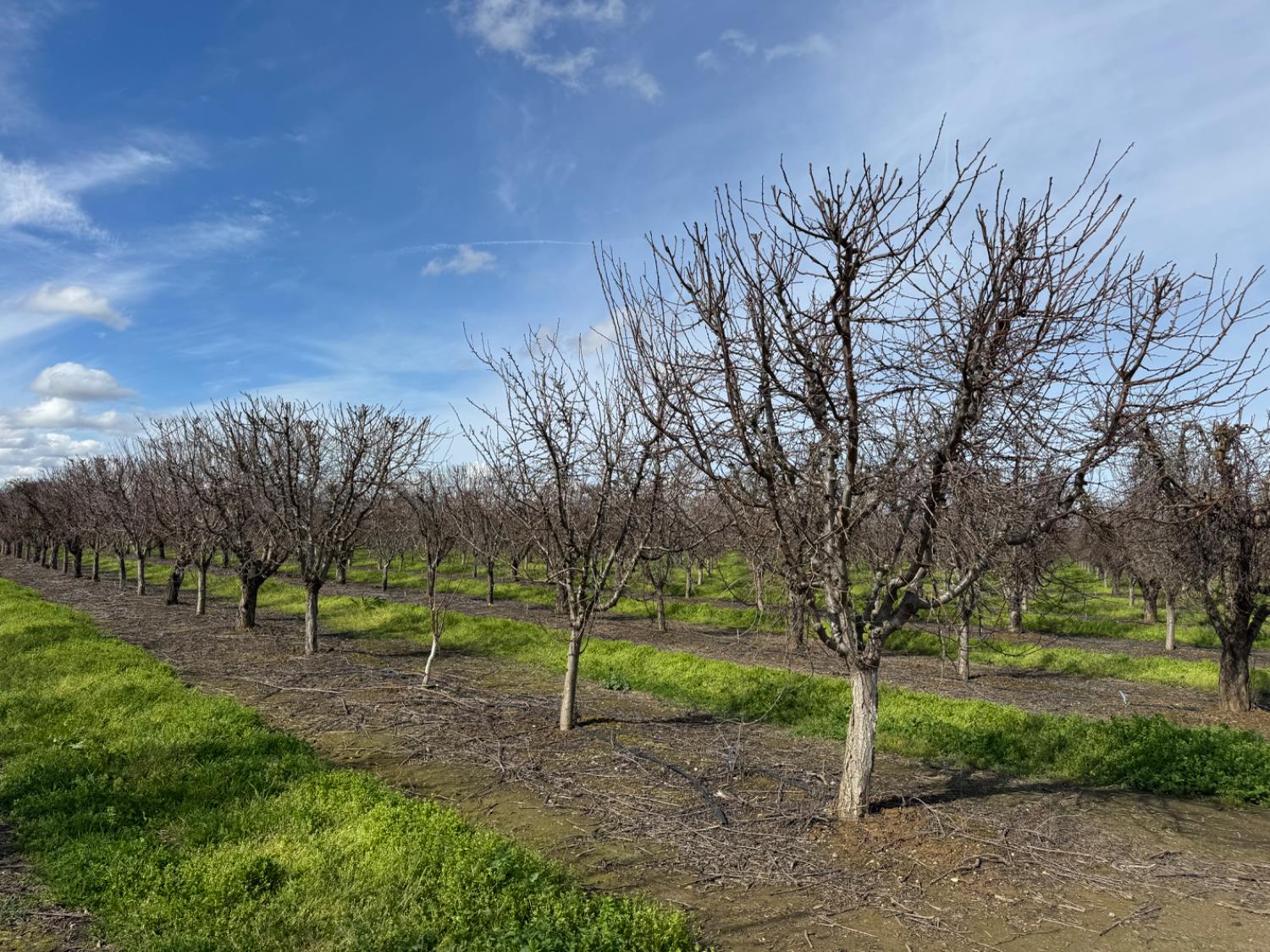 6722 Bryden Road Marysville, CA 95901 - Photo 5 of 33 a view of park with trees