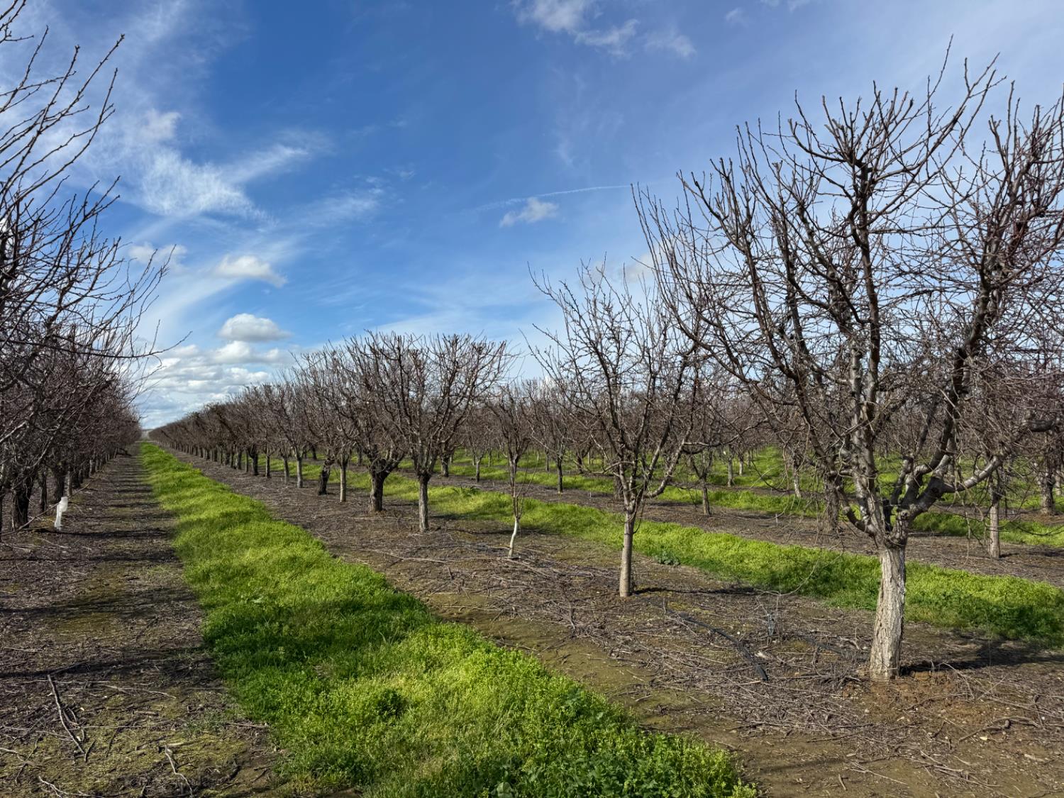 6722 Bryden Road Marysville, CA 95901 - Photo 6 of 33 a view of park with trees