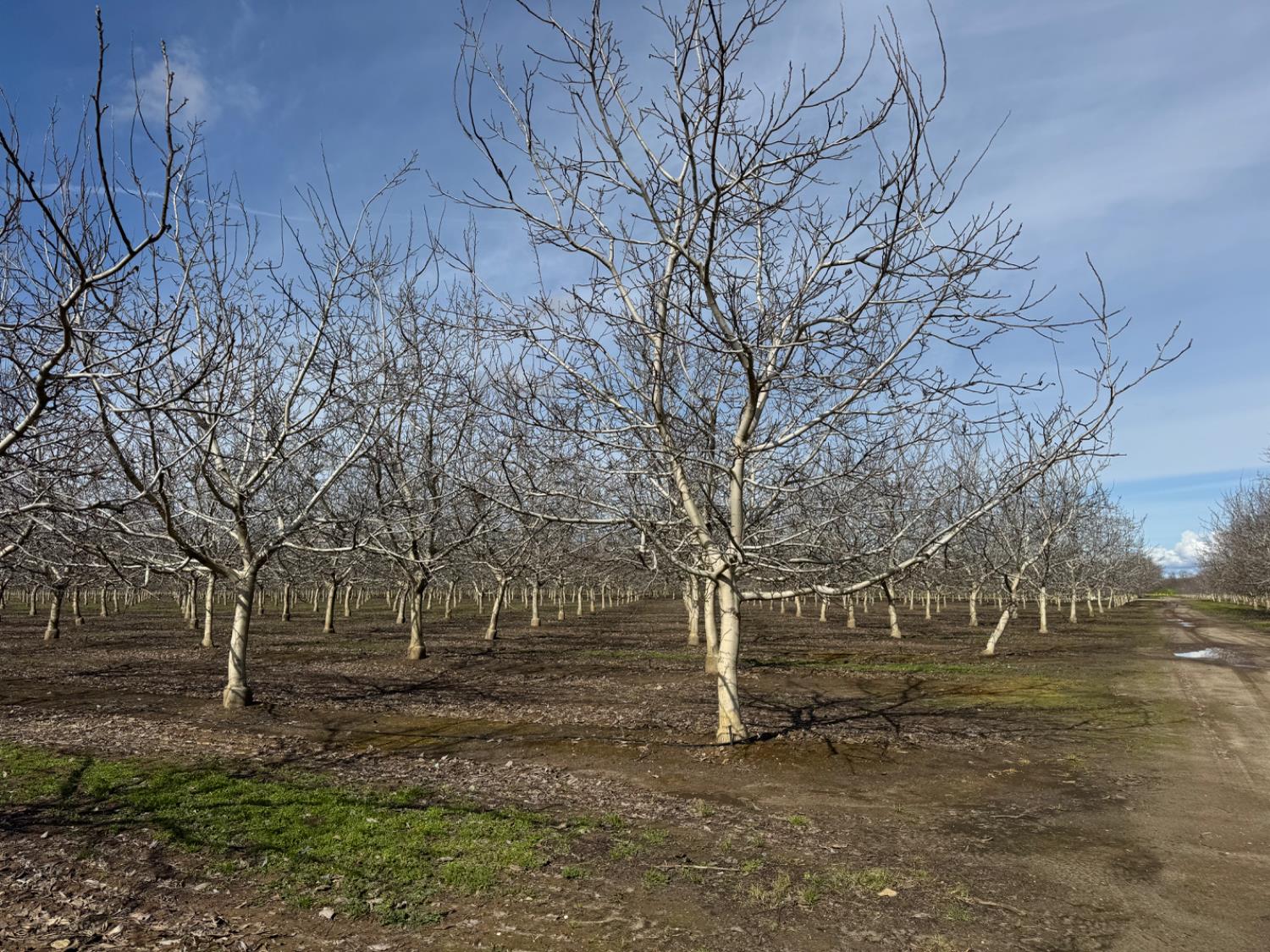 6722 Bryden Road Marysville, CA 95901 - Photo 7 of 33 a view of a yard with trees