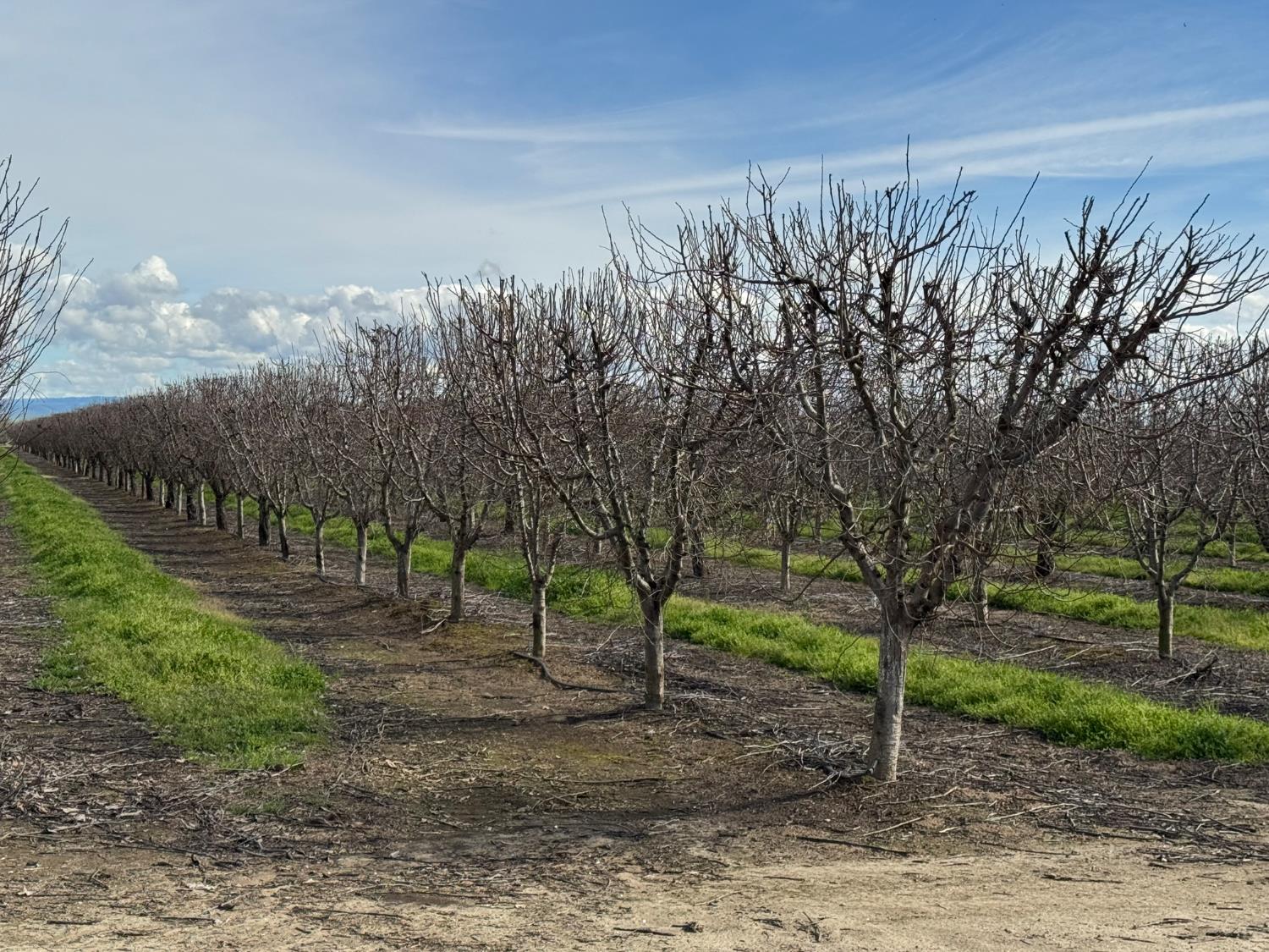 6722 Bryden Road Marysville, CA 95901 - Photo 9 of 33 a view of a tree in front of a yard
