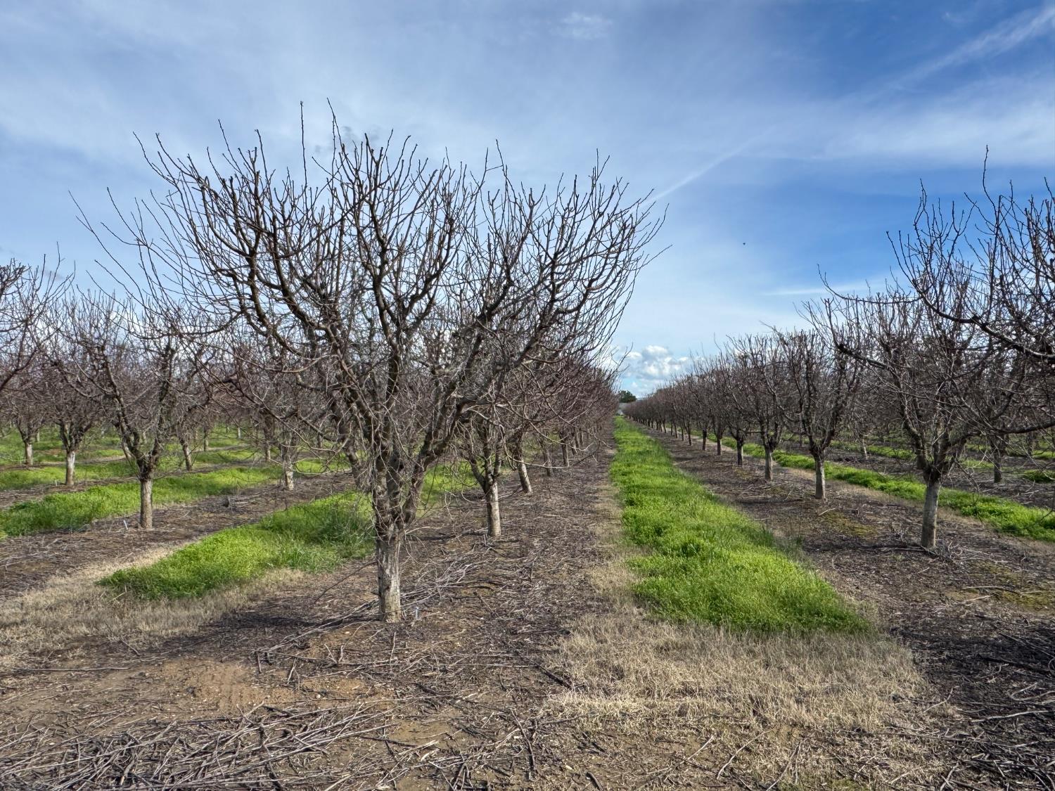 6722 Bryden Road Marysville, CA 95901 - Photo 10 of 33 a view of a park with large trees