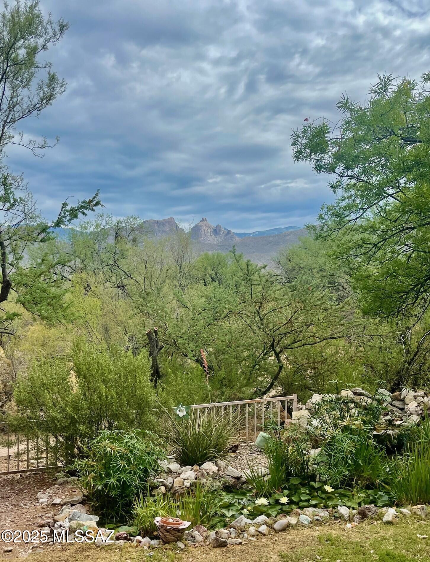 4001 North Harrison Road Tucson, AZ 85749 - Photo 42 of 50 a view of a yard with plants and large trees