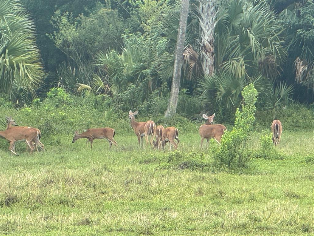 Tbd Cr 832 Clewiston, FL 33440 - Photo 19 of 45 a backyard of a house with table and chairs